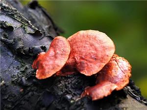 【源宇生物科技】為什么破壁靈芝孢子粉小孩不能吃？